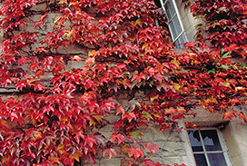 Photograhp of campus building covered in red ivy